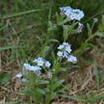 myosotis-stenophylla-3