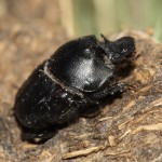 onthophagus_vitulus1