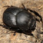 onthophagus_vitulus3