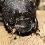 onthophagus_vitulus6