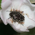 oxythyrea_funesta1
