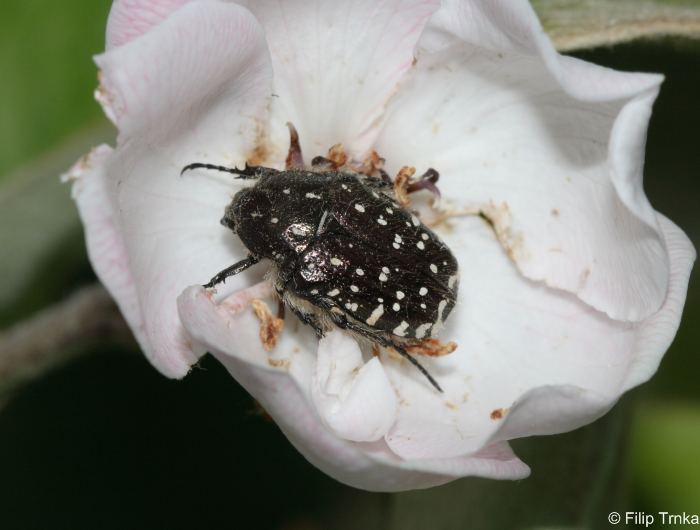 oxythyrea_funesta1.jpg