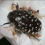 oxythyrea_funesta2