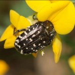 oxythyrea_funesta3