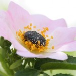 oxythyrea_funesta4