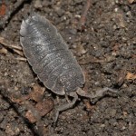porcellio_scaber1