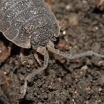 porcellio_scaber2