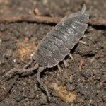 porcellio_scaber3