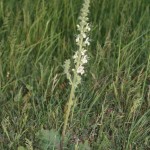 salvia_austriaca1