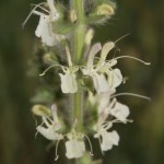 salvia_austriaca3