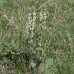 salvia_austriaca5