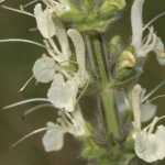 salvia_austriaca6