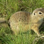 spermophilus_citellus1