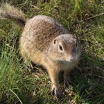 spermophilus_citellus2