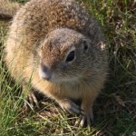 spermophilus_citellus3