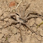 thanatus_formicinus1