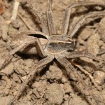 thanatus_formicinus2
