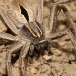 thanatus_formicinus3
