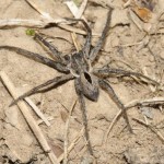 thanatus_formicinus4