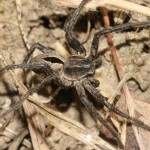 thanatus_formicinus5