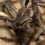 thanatus_formicinus6