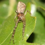 tmarus_piger1