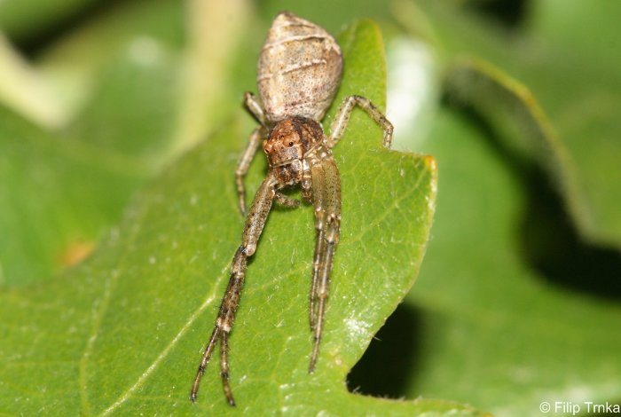 Tmarus piger běžník větvový Thomisidae běžníkovití Natura Bohemica