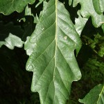 Quercus petraea 1