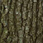 Quercus petraea 3