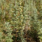 artemisia-pontica-1