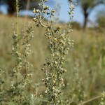 artemisia-pontica-2