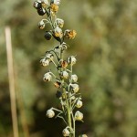 artemisia-pontica-3