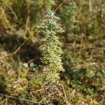 artemisia-pontica-4