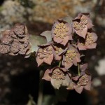 bupleurum_longifolium_subsp_vapincense1