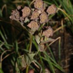 bupleurum_longifolium_subsp_vapincense2