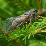 cicadetta_montana1