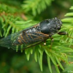 cicadetta_montana2