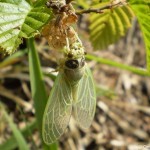 cicadetta_montana3