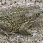 epidalea_calamita1