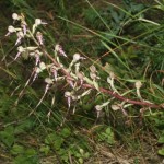 himantoglossum_adriaticum1