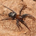 micaria_sociabilis1