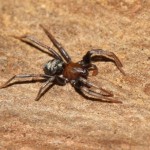micaria_sociabilis2