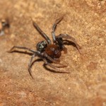micaria_sociabilis3