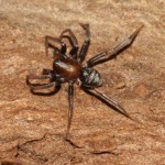micaria_sociabilis4