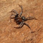 micaria_sociabilis5