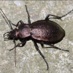 orinocarabus_sylvestris1