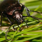 orinocarabus_sylvestris2