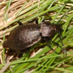orinocarabus_sylvestris3