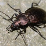 orinocarabus_sylvestris4