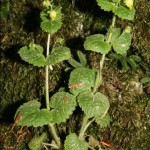 scrophularia_vernalis1